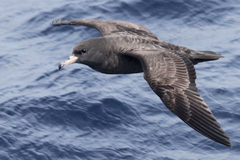 Flesh-footed Shearwater (Ardenna carneipes)